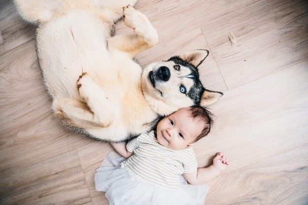 Husky